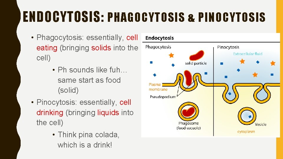 ENDOCYTOSIS: PHAGOCYTOSIS & PINOCYTOSIS • Phagocytosis: essentially, cell eating (bringing solids into the cell)