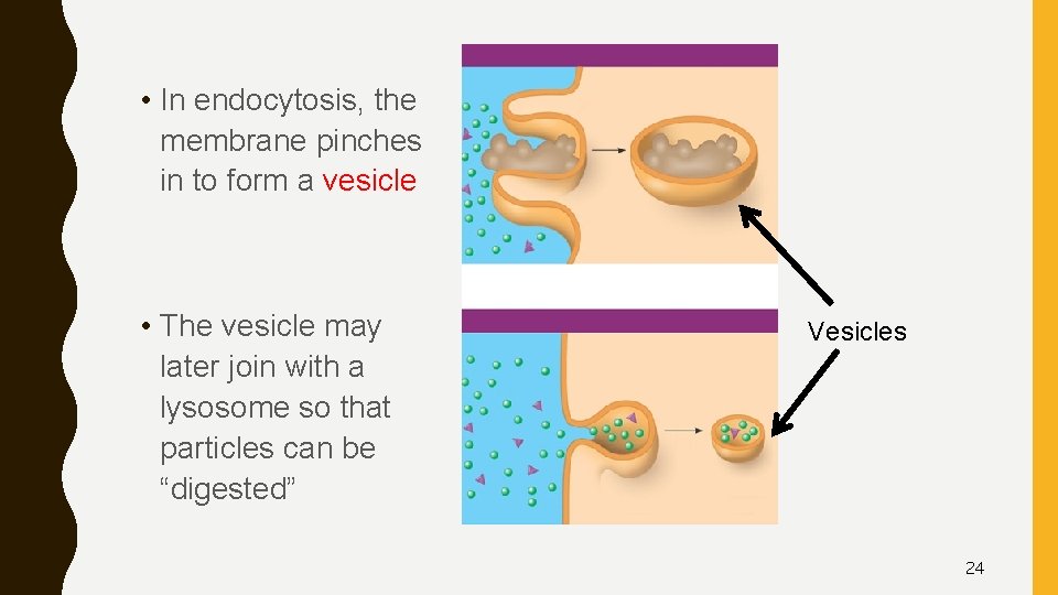  • In endocytosis, the membrane pinches in to form a vesicle • The