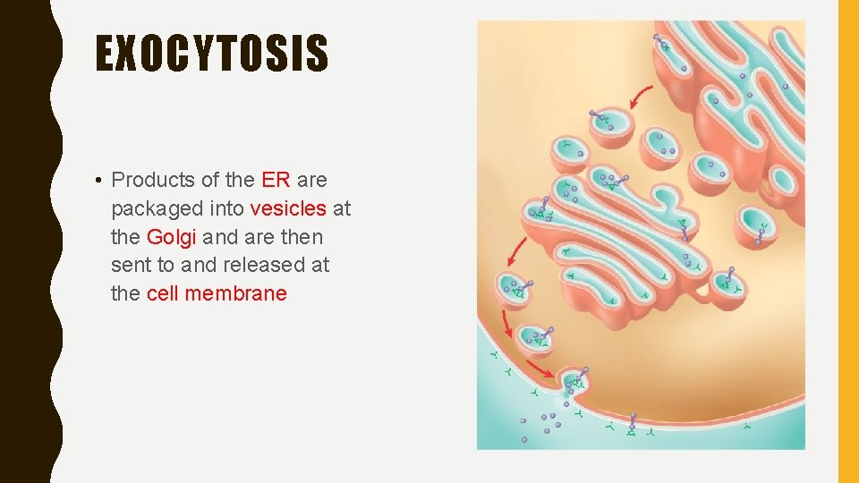 EXOCYTOSIS • Products of the ER are packaged into vesicles at the Golgi and