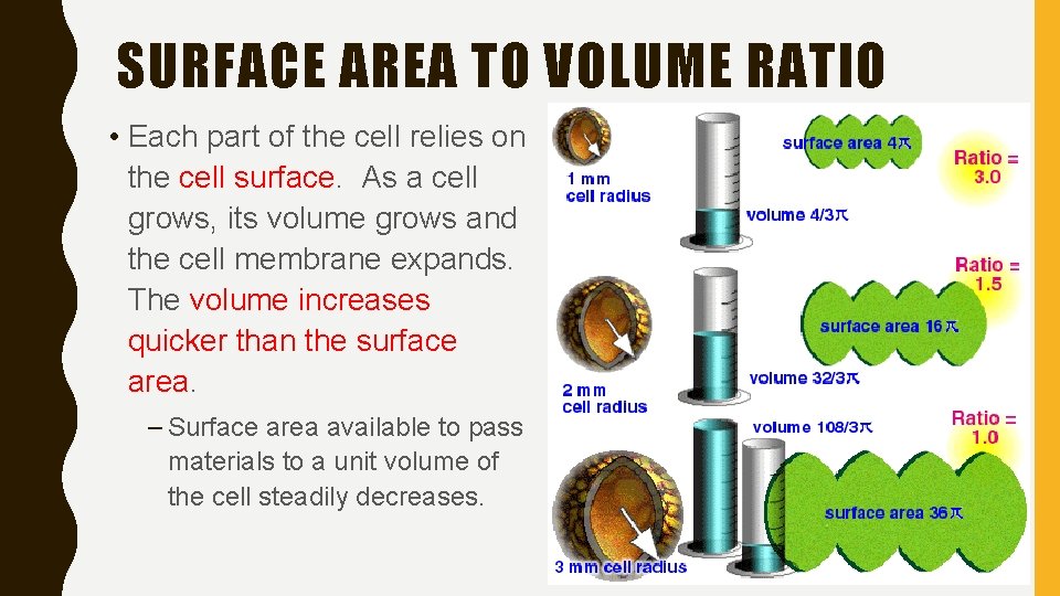 SURFACE AREA TO VOLUME RATIO • Each part of the cell relies on the