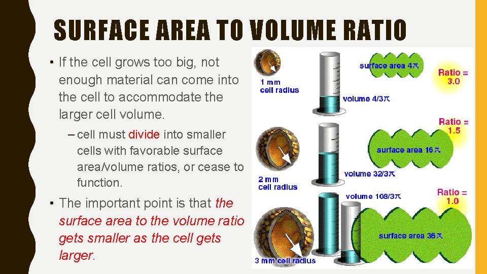 SURFACE AREA TO VOLUME RATIO • If the cell grows too big, not enough