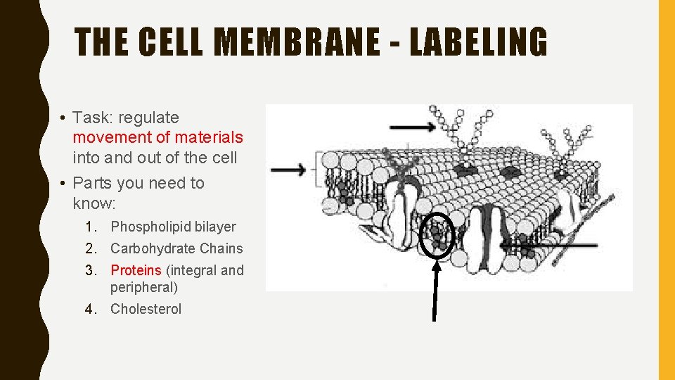 THE CELL MEMBRANE - LABELING • Task: regulate movement of materials into and out
