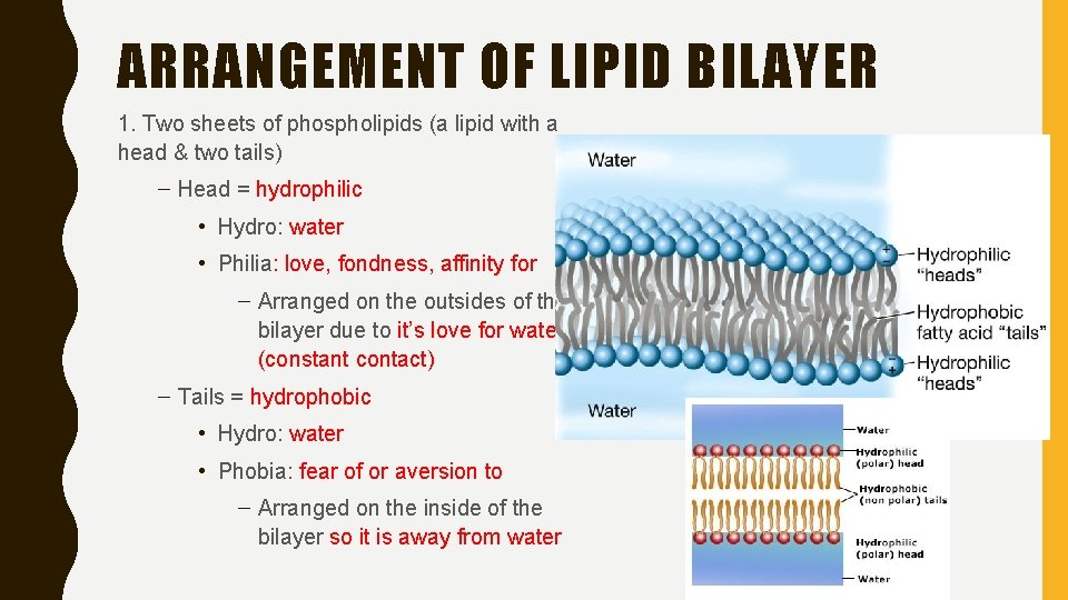 ARRANGEMENT OF LIPID BILAYER 1. Two sheets of phospholipids (a lipid with a head