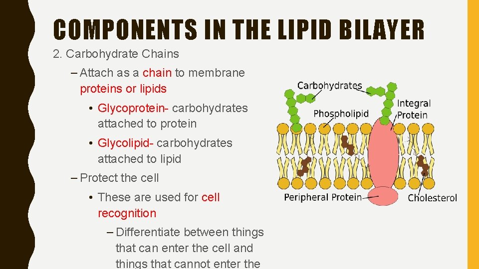 COMPONENTS IN THE LIPID BILAYER 2. Carbohydrate Chains – Attach as a chain to