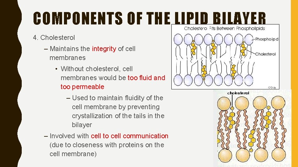 COMPONENTS OF THE LIPID BILAYER 4. Cholesterol – Maintains the integrity of cell membranes