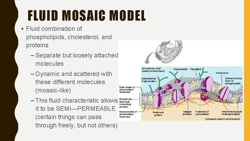 FLUID MOSAIC MODEL • Fluid combination of phospholipids, cholesterol, and proteins – Separate but