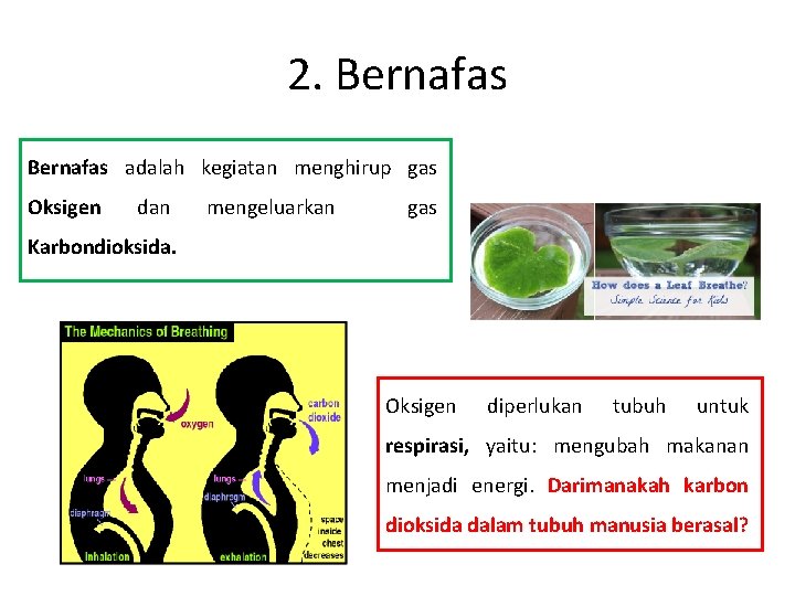 2. Bernafas adalah kegiatan menghirup gas Oksigen dan mengeluarkan gas Karbondioksida. Oksigen diperlukan tubuh