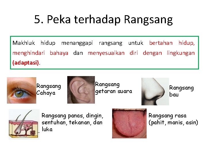 5. Peka terhadap Rangsang Makhluk hidup menanggapi rangsang untuk bertahan hidup, menghindari bahaya dan