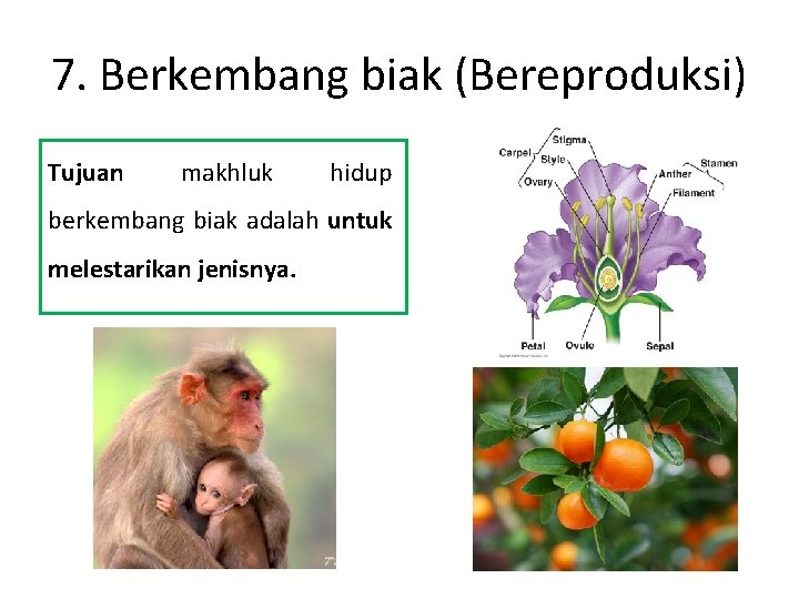 7. Berkembang biak (Bereproduksi) Tujuan makhluk hidup berkembang biak adalah untuk melestarikan jenisnya. 