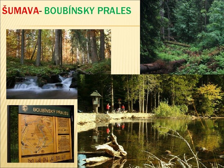 ŠUMAVA- BOUBÍNSKY PRALES 