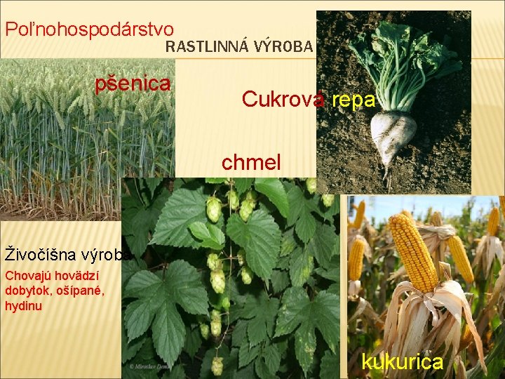 Poľnohospodárstvo RASTLINNÁ VÝROBA pšenica Cukrová repa chmel Živočíšna výroba Chovajú hovädzí dobytok, ošípané, hydinu