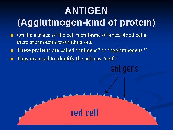 ANTIGEN (Agglutinogen-kind of protein) n n n On the surface of the cell membrane