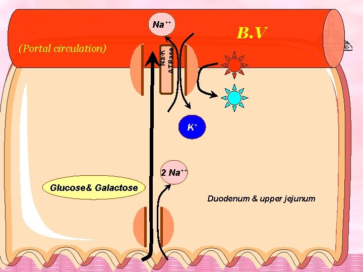 Na++ Na-K ATPase (Portal circulation) B. V K+ 2 Na++ Glucose& Galactose Duodenum &