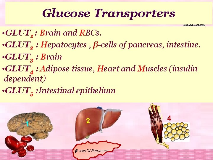 Glucose Transporters • GLUT 1 : Brain and RBCs. • GLUT 2 : Hepatocytes