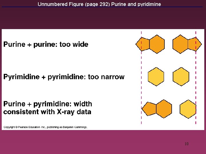 Unnumbered Figure (page 292) Purine and pyridimine 10 