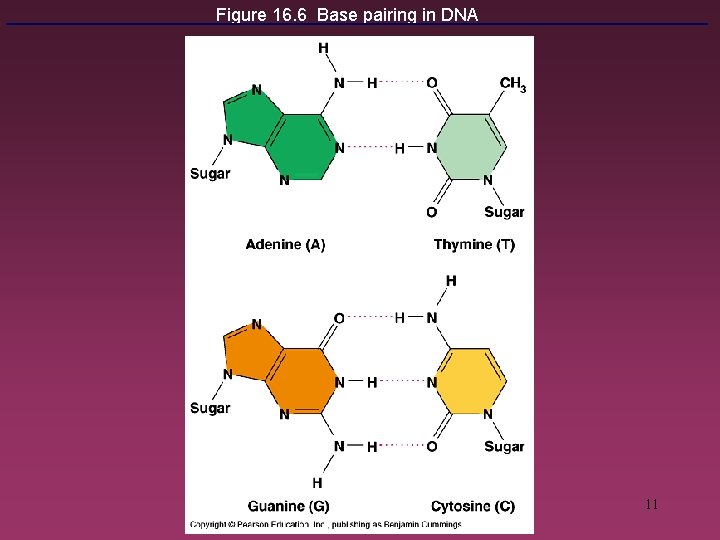 Figure 16. 6 Base pairing in DNA 11 