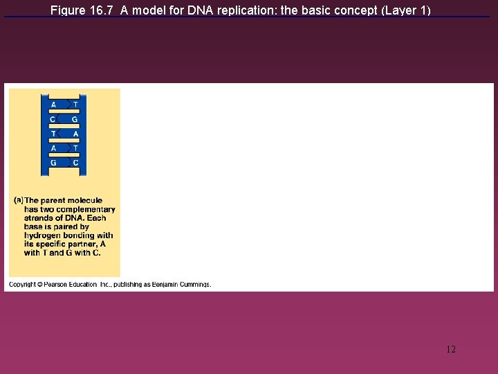 Figure 16. 7 A model for DNA replication: the basic concept (Layer 1) 12