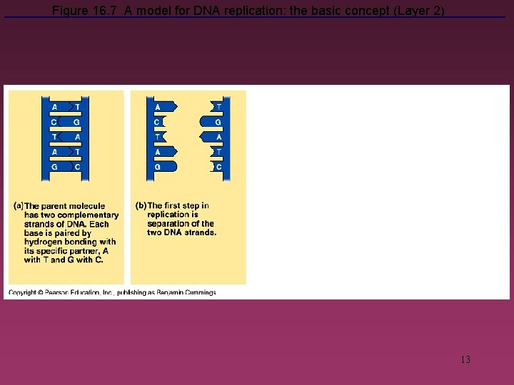 Figure 16. 7 A model for DNA replication: the basic concept (Layer 2) 13