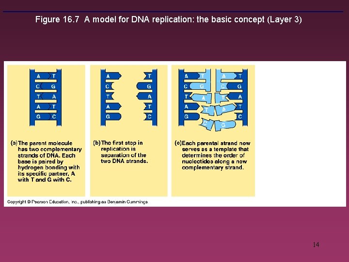 Figure 16. 7 A model for DNA replication: the basic concept (Layer 3) 14