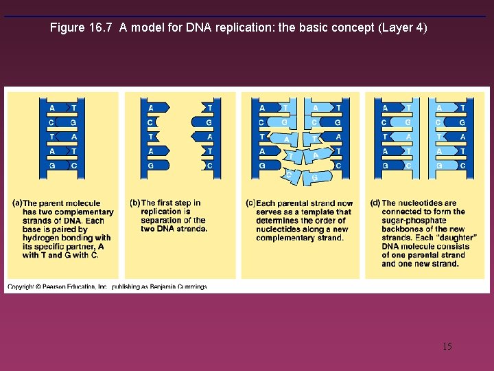 Figure 16. 7 A model for DNA replication: the basic concept (Layer 4) 15