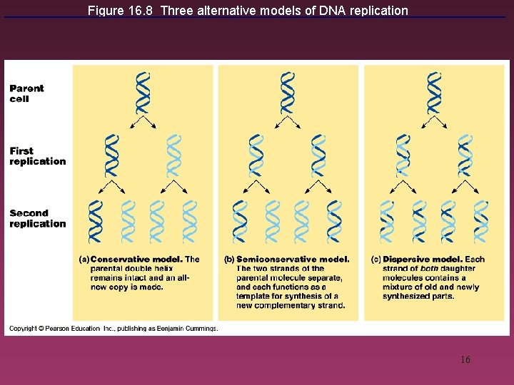 Figure 16. 8 Three alternative models of DNA replication 16 