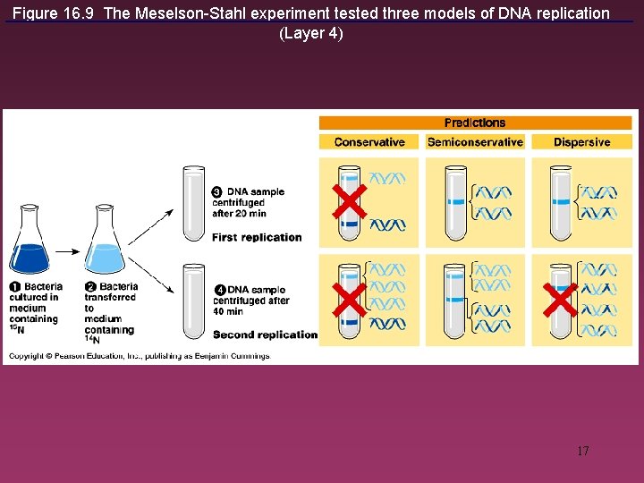 Figure 16. 9 The Meselson-Stahl experiment tested three models of DNA replication (Layer 4)
