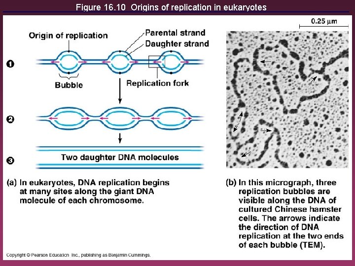 Figure 16. 10 Origins of replication in eukaryotes 18 
