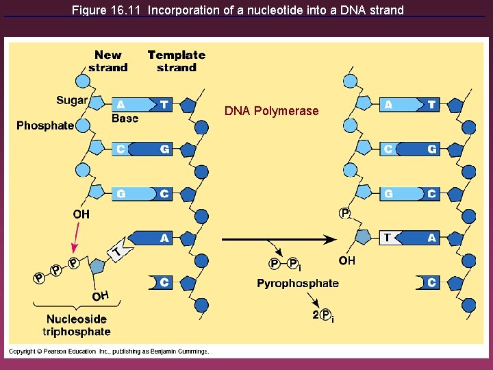Figure 16. 11 Incorporation of a nucleotide into a DNA strand DNA Polymerase 19