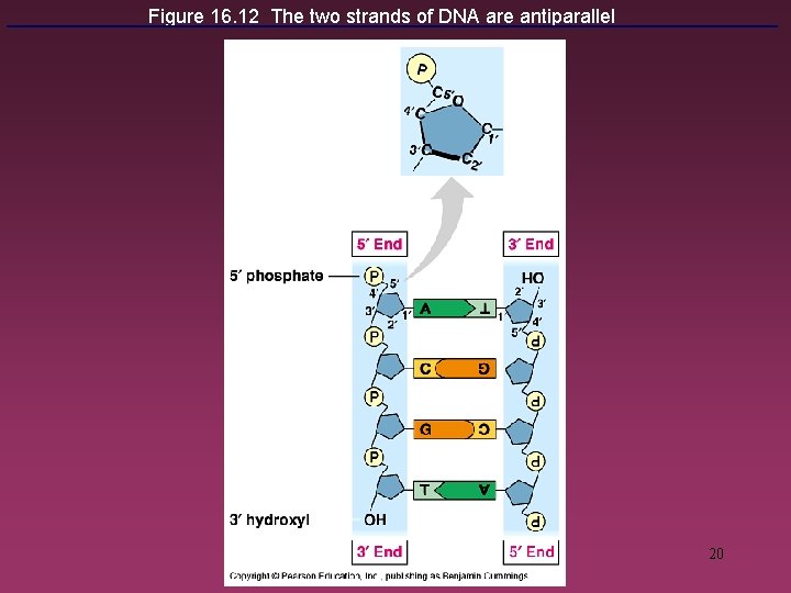Figure 16. 12 The two strands of DNA are antiparallel 20 