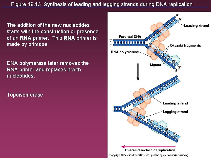 Figure 16. 13 Synthesis of leading and lagging strands during DNA replication The addition