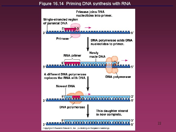 Figure 16. 14 Priming DNA synthesis with RNA 22 