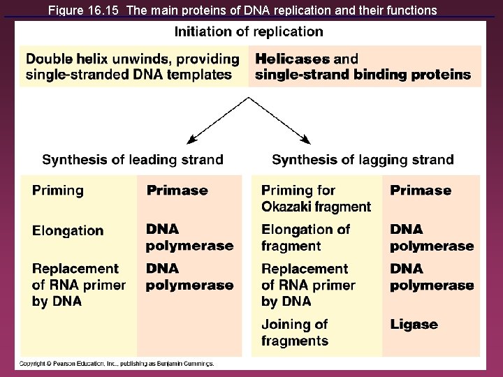 Figure 16. 15 The main proteins of DNA replication and their functions 23 