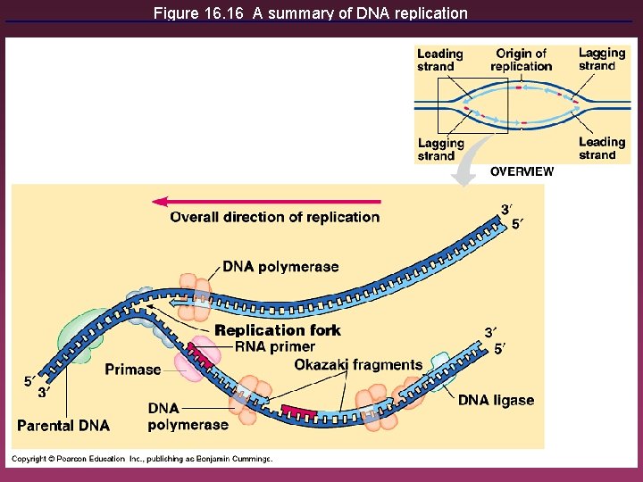 Figure 16. 16 A summary of DNA replication 24 