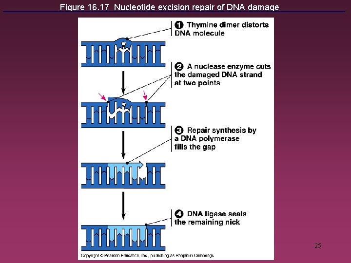 Figure 16. 17 Nucleotide excision repair of DNA damage 25 