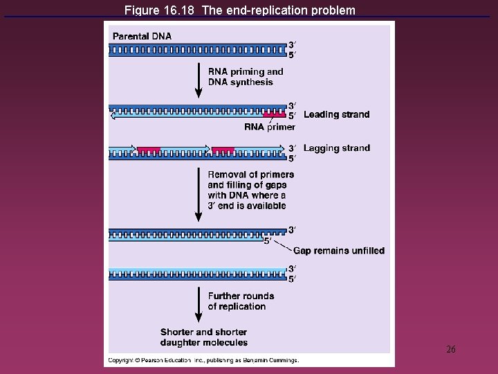 Figure 16. 18 The end-replication problem 26 