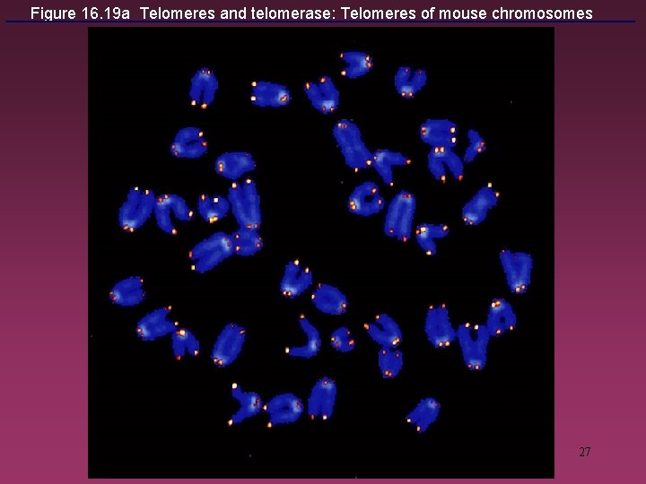 Figure 16. 19 a Telomeres and telomerase: Telomeres of mouse chromosomes 27 