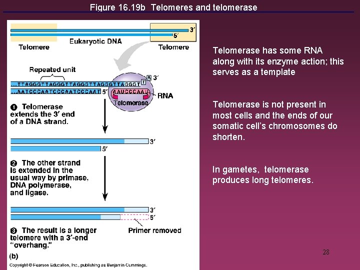 Figure 16. 19 b Telomeres and telomerase Telomerase has some RNA along with its