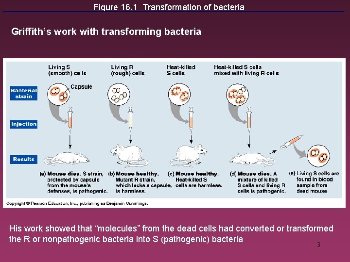 Figure 16. 1 Transformation of bacteria Griffith’s work with transforming bacteria His work showed