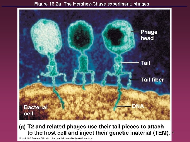 Figure 16. 2 a The Hershey-Chase experiment: phages 4 