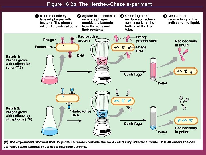 Figure 16. 2 b The Hershey-Chase experiment 6 