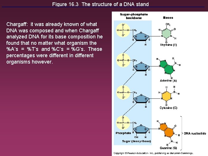 Figure 16. 3 The structure of a DNA stand Chargaff: it was already known