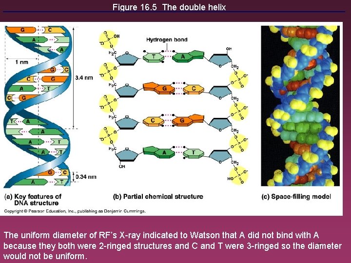 Figure 16. 5 The double helix The uniform diameter of RF’s X-ray indicated to