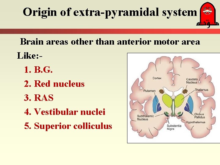Origin of extra-pyramidal system Brain areas other than anterior motor area Like: 1. B.