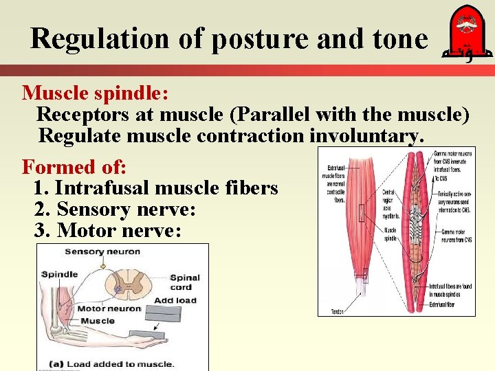 Regulation of posture and tone Muscle spindle: Receptors at muscle (Parallel with the muscle)