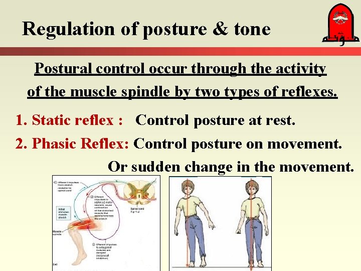 Regulation of posture & tone Postural control occur through the activity of the muscle