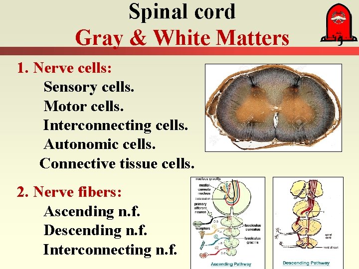 Spinal cord Gray & White Matters 1. Nerve cells: Sensory cells. Motor cells. Interconnecting
