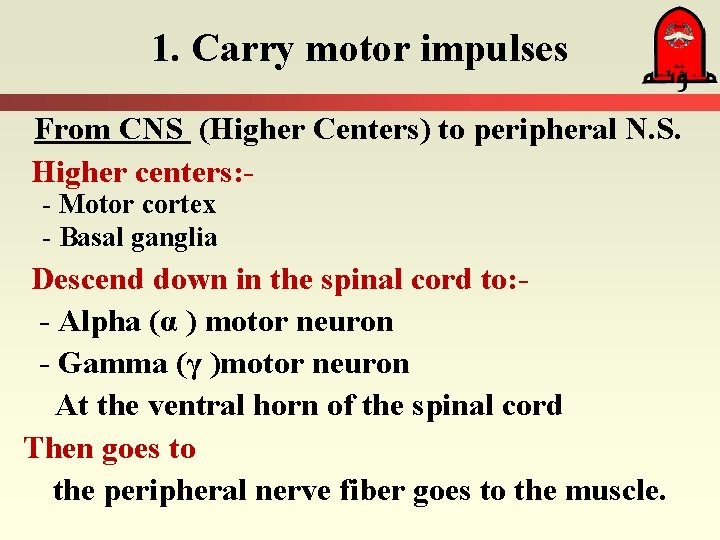 1. Carry motor impulses From CNS (Higher Centers) to peripheral N. S. Higher centers:
