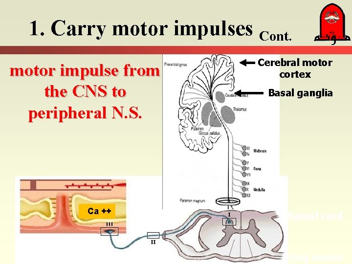 1. Carry motor impulses Cont. motor impulse from the CNS to peripheral N. S.