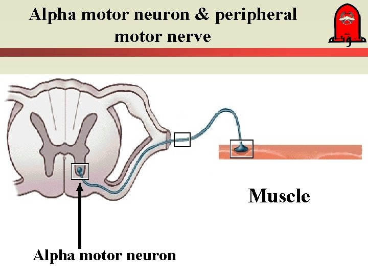 Alpha motor neuron & peripheral motor nerve Motor nerve fiber Muscle Ventral horn Alpha