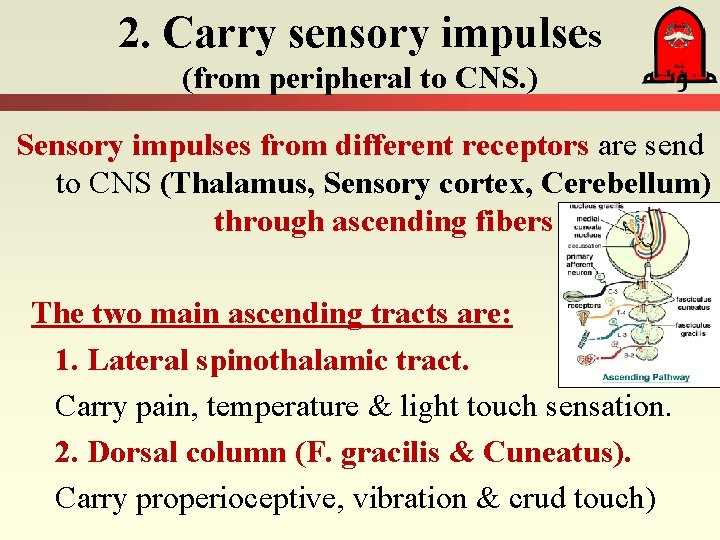 2. Carry sensory impulses (from peripheral to CNS. ) Sensory impulses from different receptors